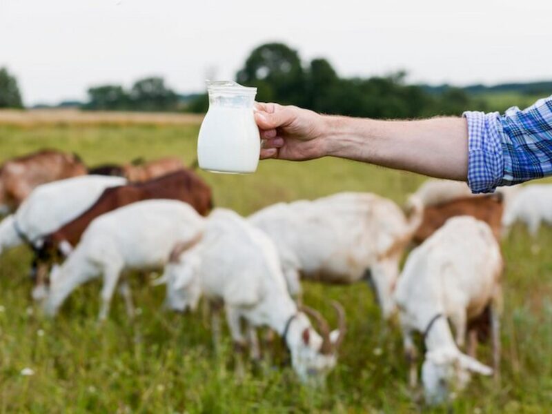 Organic dairy farms cropped