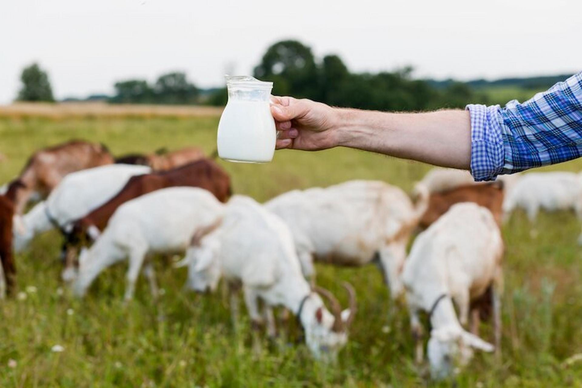 Organic dairy farms cropped